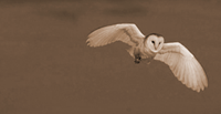 Our resident barn owl