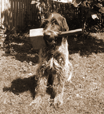 Diesel with training mallet (tool)