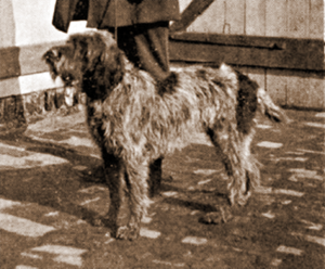 Original Korthals griffon