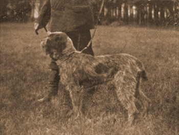 Filou at Griesheim
