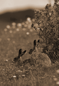 English brown hares