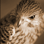 falcon