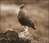 grouse