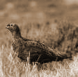 more grouse